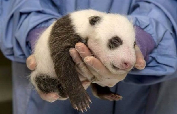 Foto - Birbirinden ilginç görüntüler