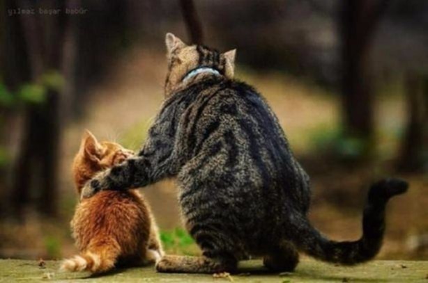 Foto - Birbirinden ilginç görüntüler