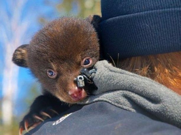 Foto - Birbirinden ilginç görüntüler