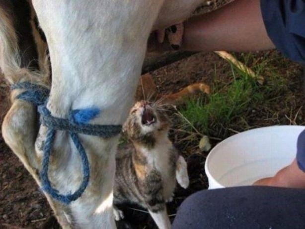 Foto - Birbirinden ilginç görüntüler