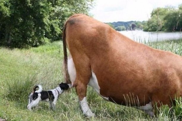 Foto - Birbirinden ilginç görüntüler