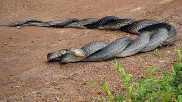 Foto - Birbirinden ilginç görüntüler