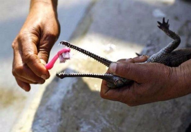 Birbirinden ilginç görüntüler