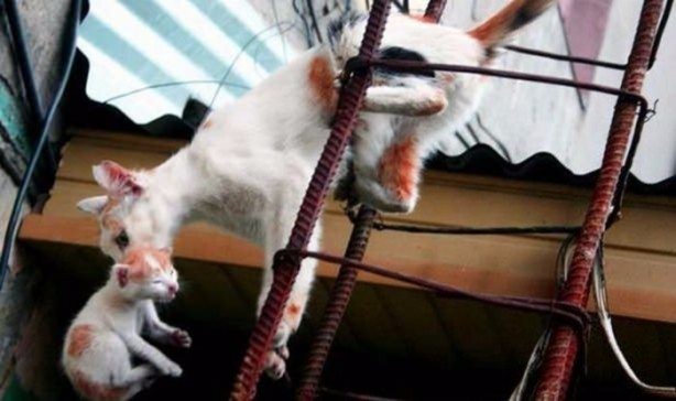 Foto - Birbirinden ilginç görüntüler