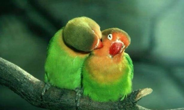 Foto - Birbirinden ilginç görüntüler