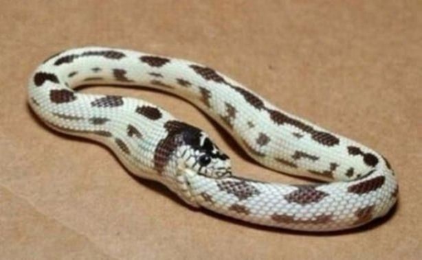 Foto - Birbirinden ilginç görüntüler