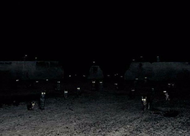 Foto - Birbirinden ilginç görüntüler