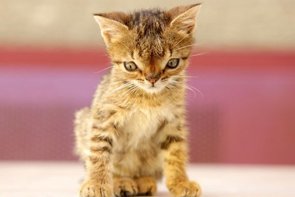 Foto - Birbirinden sevimli Down Sendromlu hayvanlar