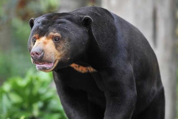 Foto - Birbirinden sevimli Down Sendromlu hayvanlar