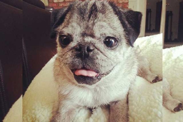 Foto - Birbirinden sevimli Down Sendromlu hayvanlar