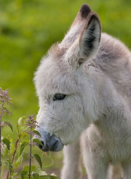 Foto - Birbirinden sevimli eşek sıpaları