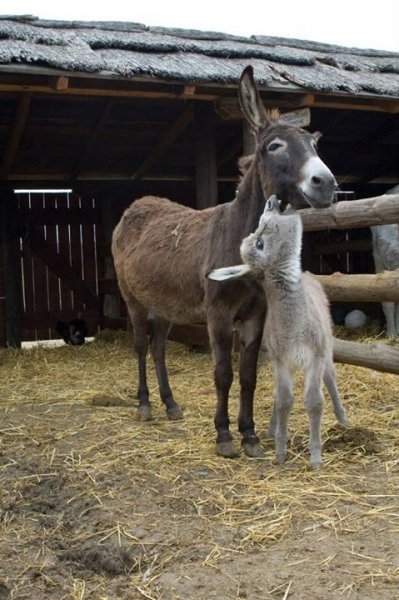 Foto - Birbirinden sevimli eşek sıpaları