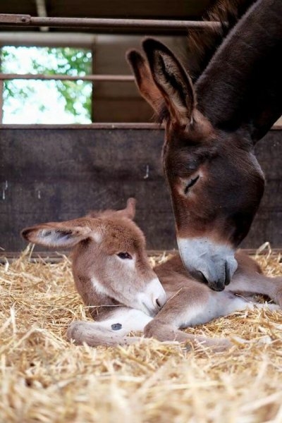 Foto - Birbirinden sevimli eşek sıpaları