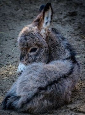 Foto - Birbirinden sevimli eşek sıpaları