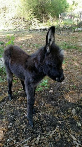 Foto - Birbirinden sevimli eşek sıpaları