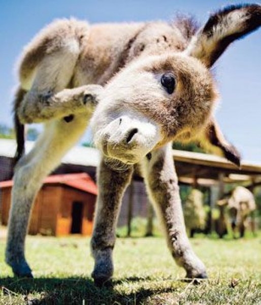 Foto - Birbirinden sevimli eşek sıpaları