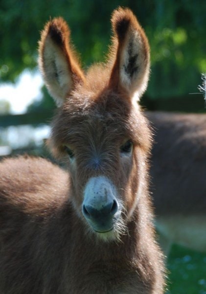 Foto - Birbirinden sevimli eşek sıpaları