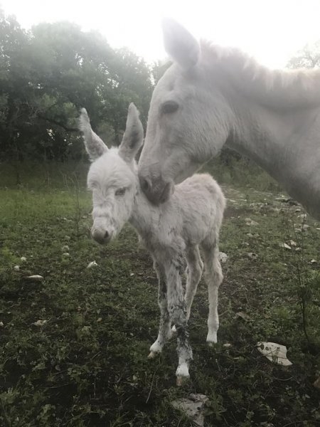 Foto - Birbirinden sevimli eşek sıpaları