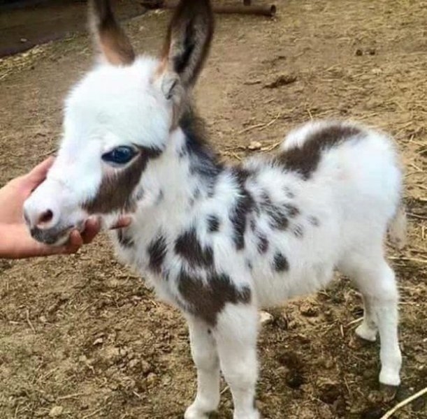 Foto - Birbirinden sevimli eşek sıpaları