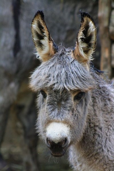 Foto - Birbirinden sevimli eşek sıpaları