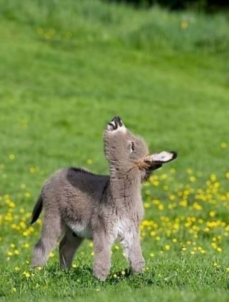 Foto - Birbirinden sevimli eşek sıpaları