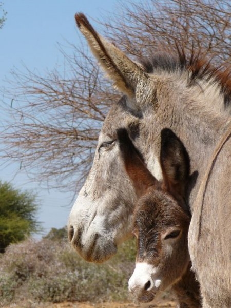 Foto - Birbirinden sevimli eşek sıpaları