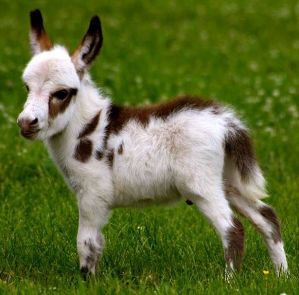 Foto - Birbirinden sevimli eşek sıpaları