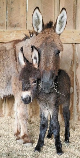 Foto - Birbirinden sevimli eşek sıpaları