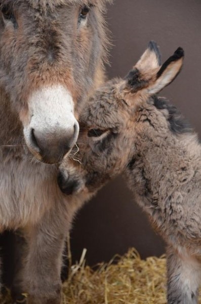 Foto - Birbirinden sevimli eşek sıpaları