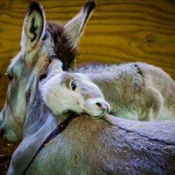 Foto - Birbirinden sevimli eşek sıpaları