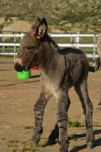 Foto - Birbirinden sevimli eşek sıpaları