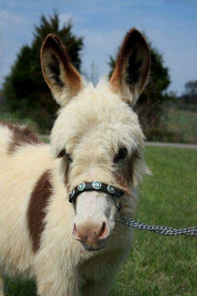 Foto - Birbirinden sevimli eşek sıpaları