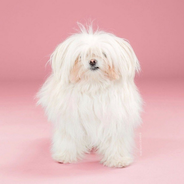 Foto - Birbirinden sevimli köpeklerin tıraş öncesi ve sonrası halleri