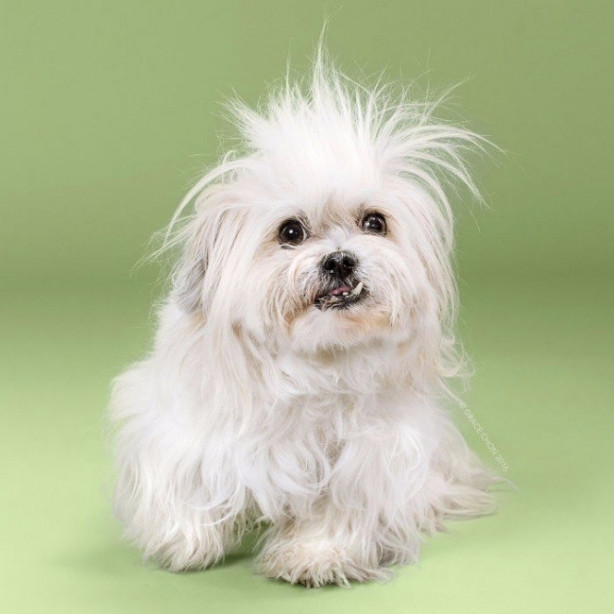 Foto - Birbirinden sevimli köpeklerin tıraş öncesi ve sonrası halleri