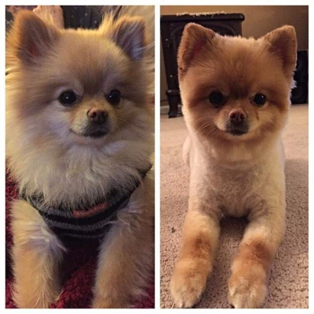 Foto - Birbirinden sevimli köpeklerin tıraş öncesi ve sonrası halleri