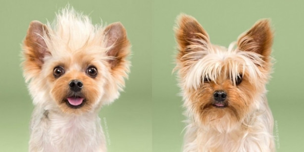 Birbirinden sevimli köpeklerin tıraş öncesi ve sonrası halleri