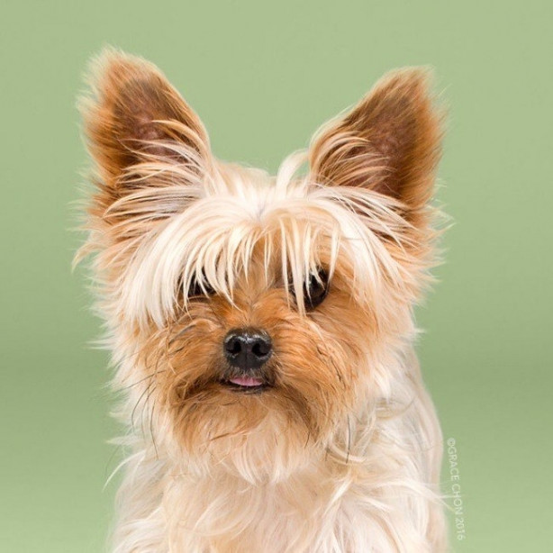 Foto - Birbirinden sevimli köpeklerin tıraş öncesi ve sonrası halleri