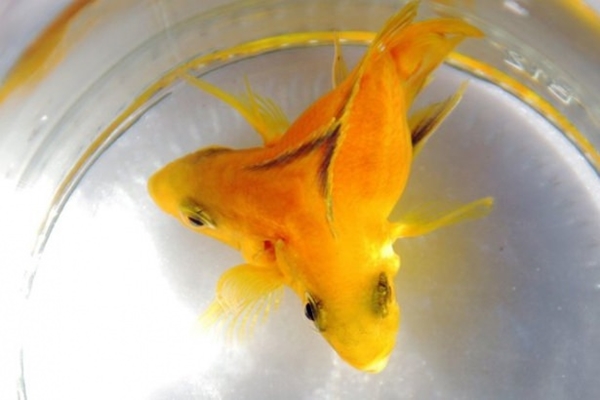 Foto - Birbirinden tuhaf hayvanlar