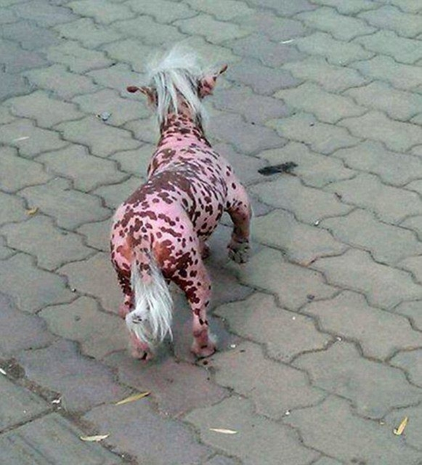 Foto - Birbirinden tuhaf hayvanlar