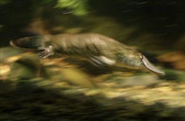 Foto - Birbirinden tuhaf hayvanlar