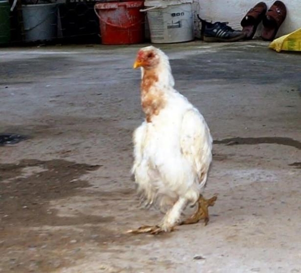 Birbirinden tuhaf hayvanlar