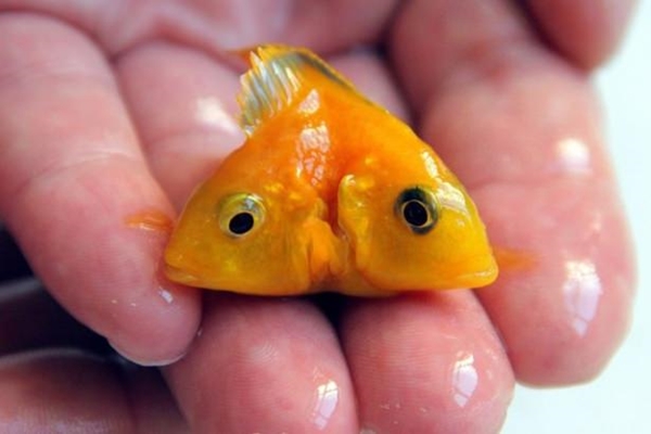 Foto - Birbirinden tuhaf hayvanlar