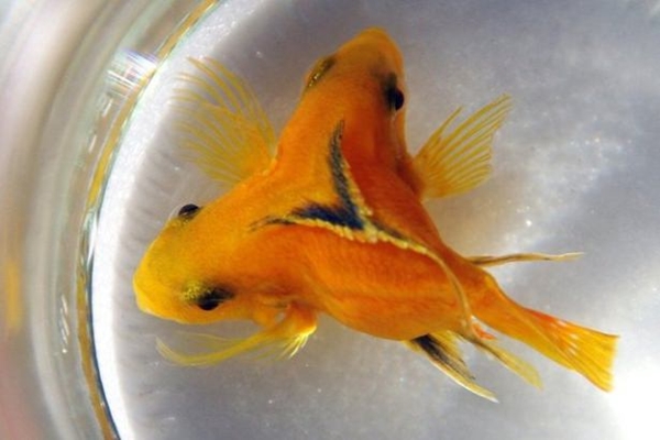 Foto - Birbirinden tuhaf hayvanlar