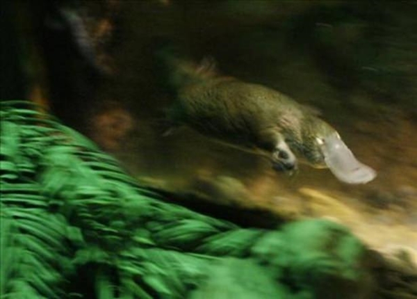 Foto - Birbirinden tuhaf hayvanlar