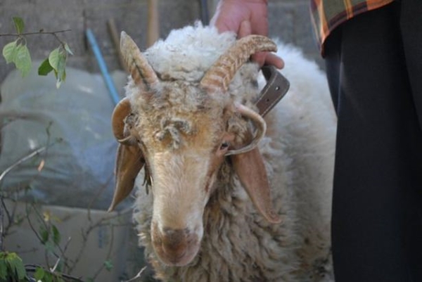 Foto - Birbirinden tuhaf hayvanlar