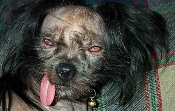 Foto - Birbirinden tuhaf hayvanlar