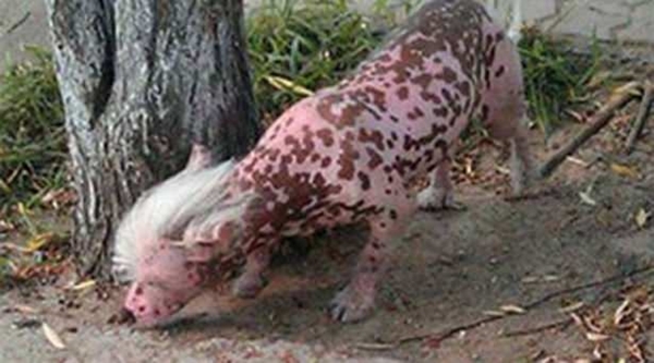 Foto - Birbirinden tuhaf hayvanlar