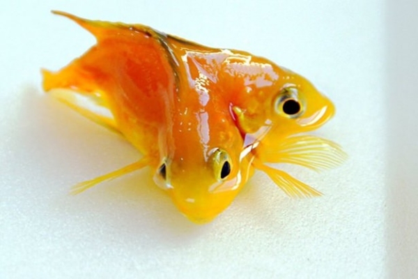 Foto - Birbirinden tuhaf hayvanlar