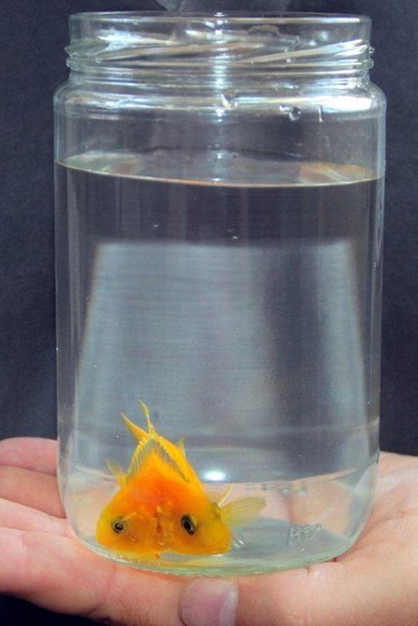 Foto - Birbirinden tuhaf hayvanlar