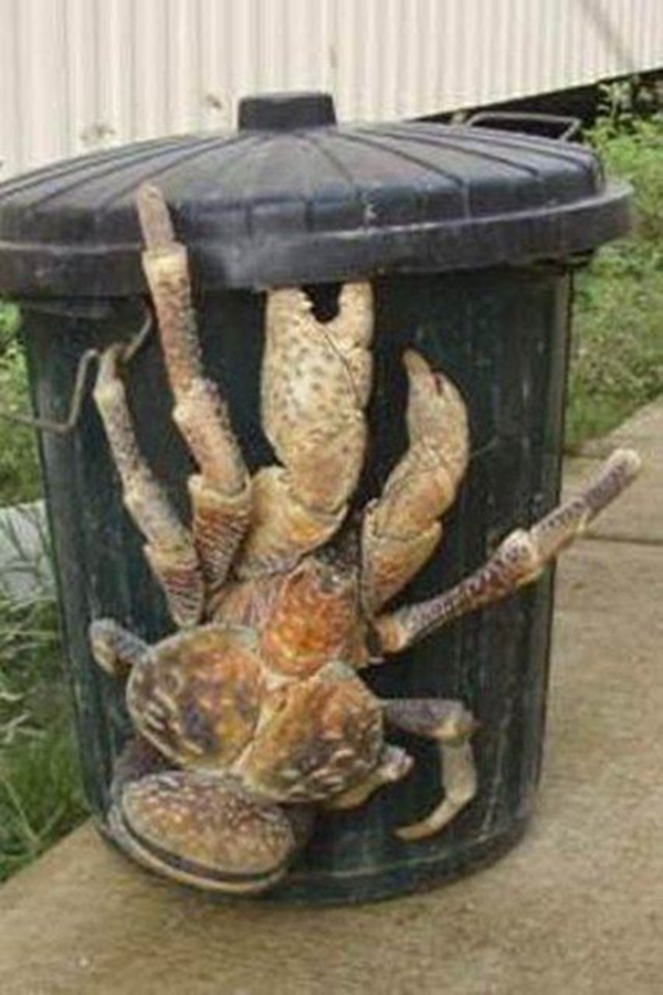 Foto - Birbirinden tuhaf hayvanlar